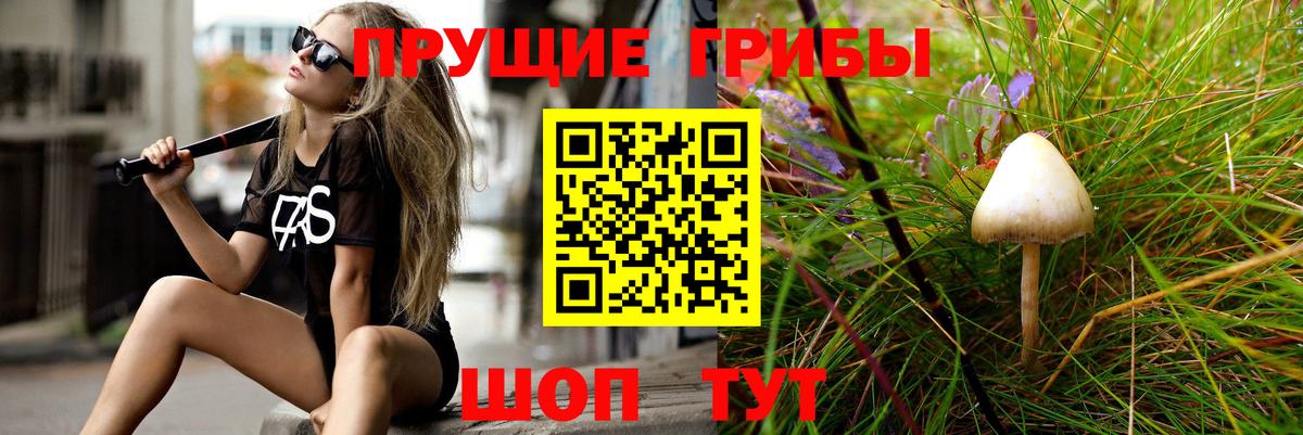 Псилоцибиновые грибы Psilocybine cubensis Тейково